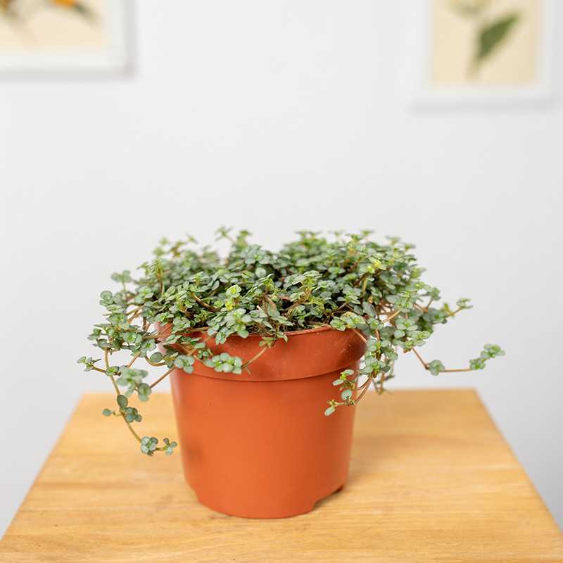 Pilea 'Greyzy'