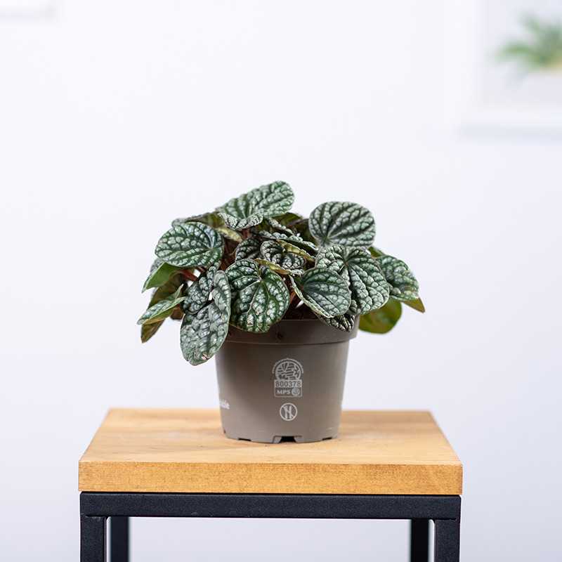 Peperomia ‘Burbella’