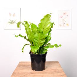 Asplenium nidus | Tomaszewski