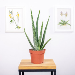 Aloes leczniczy | Tomaszewski