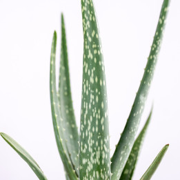 Aloes leczniczy | Tomaszewski