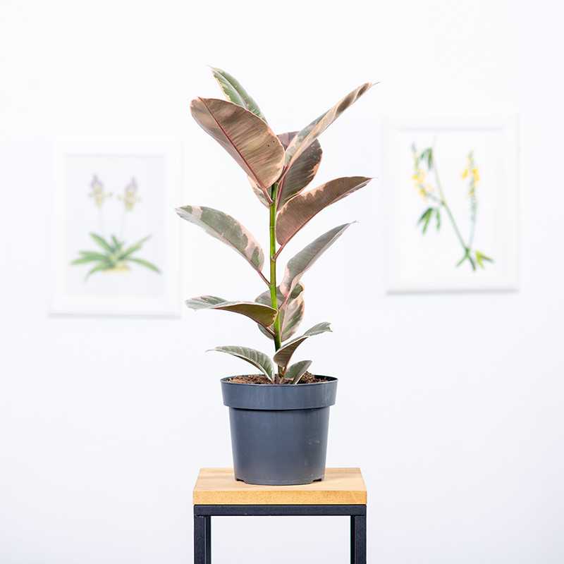 Fikus 'Belize'
