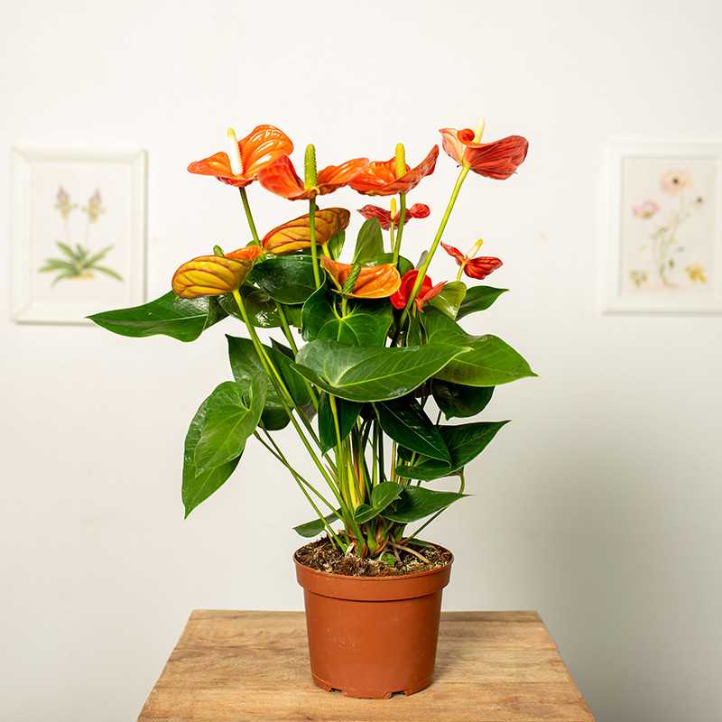 Anturium 'Sierra Orange'