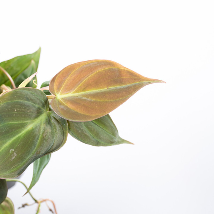 Filodendron 'Micans' | Tomaszewski