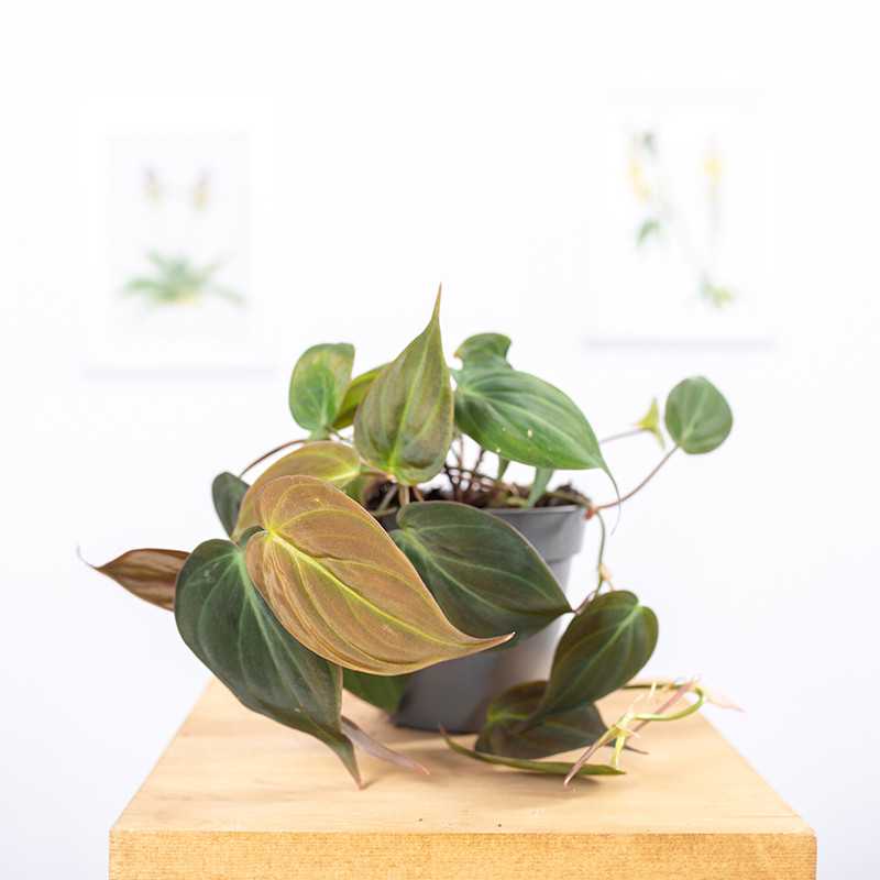 Filodendron 'Micans'