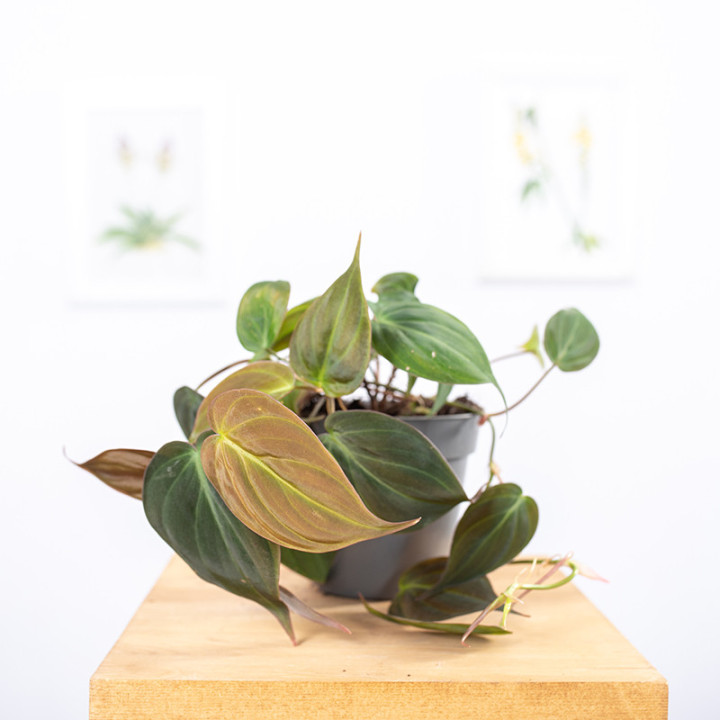 Filodendron 'Micans' | Tomaszewski