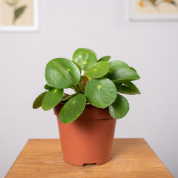 Pilea peperomiowata - Pieniążek | Tomaszewski
