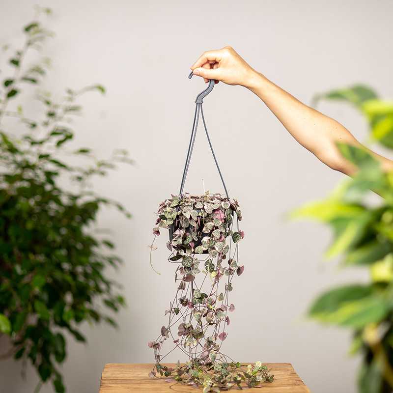 Ceropegia woodii...
