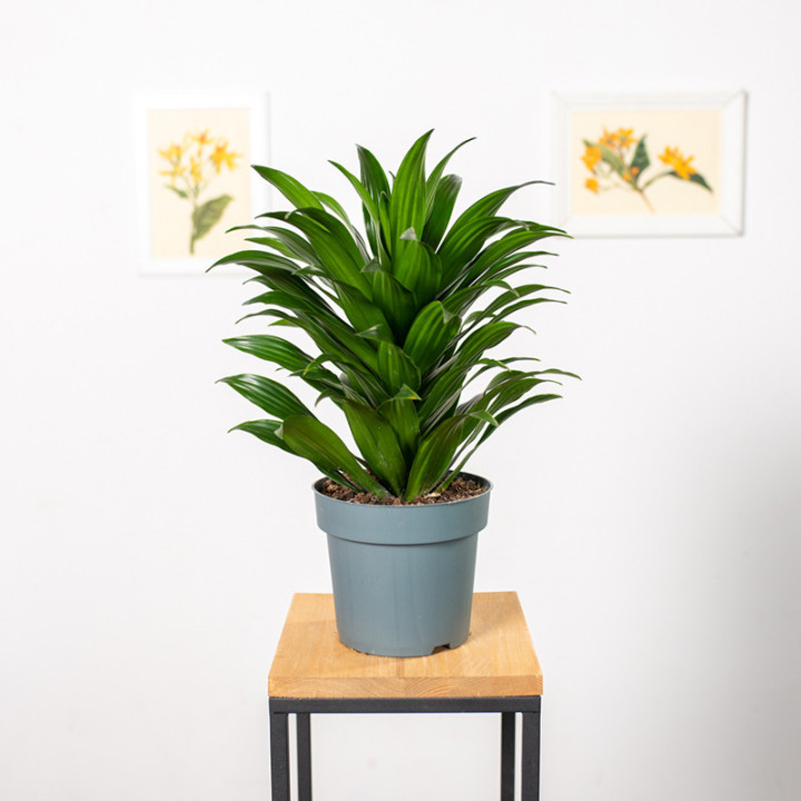 Dracena 'Compacta' | Tomaszewski