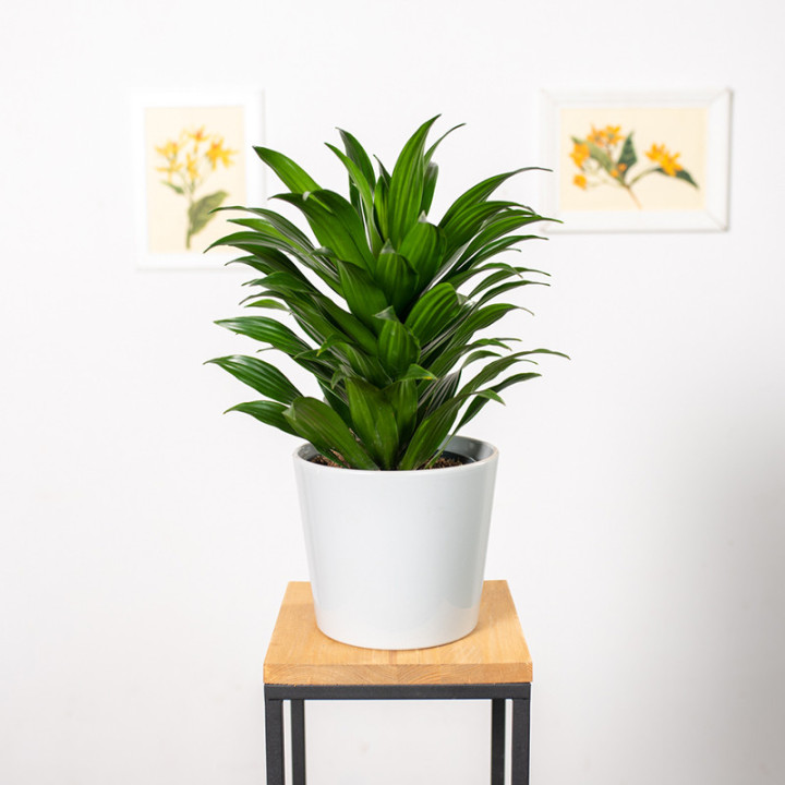 Dracena 'Compacta' | Tomaszewski