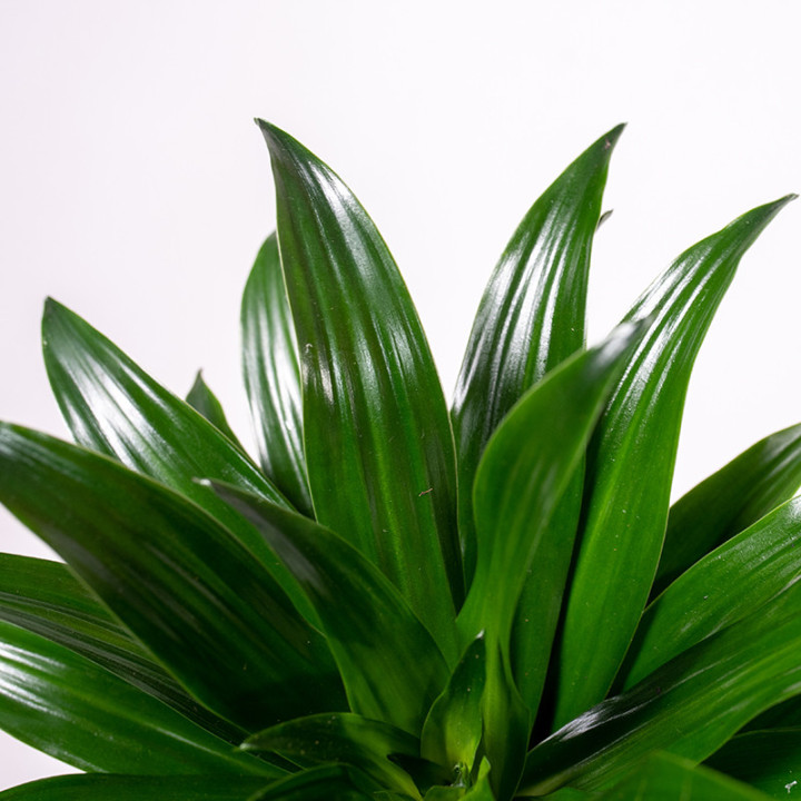 Dracena 'Compacta' | Tomaszewski