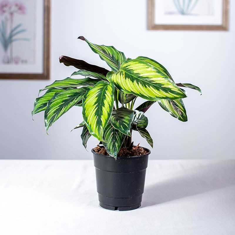 Kalatea 'Beauty Star'