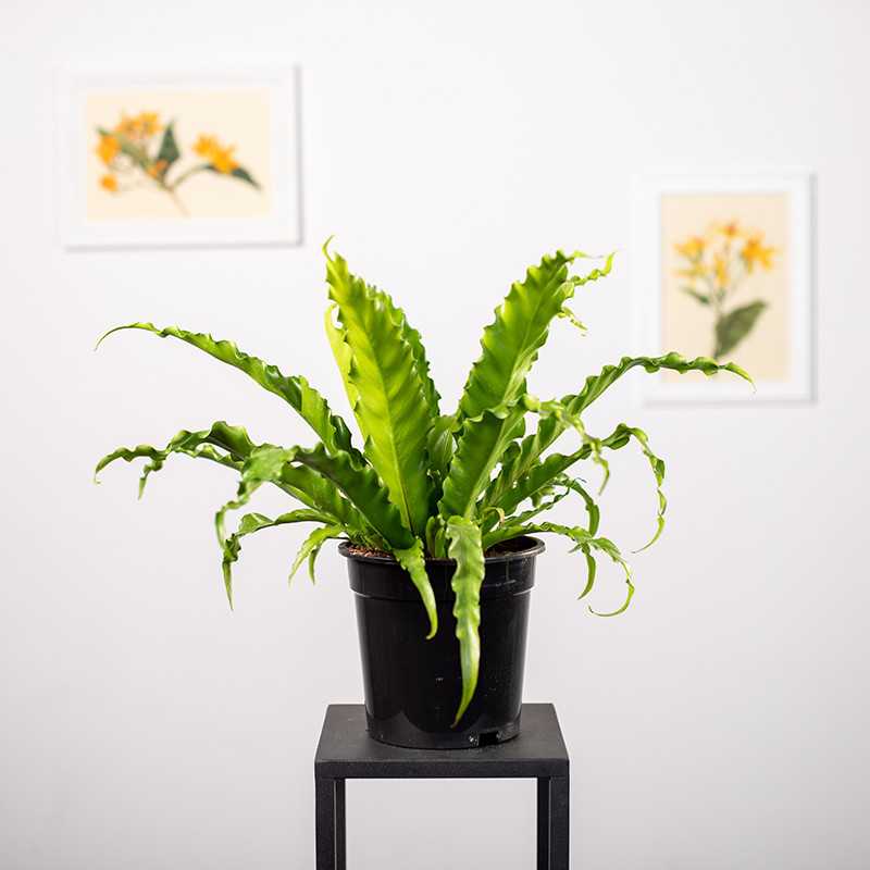 Asplenium 'Osaka'