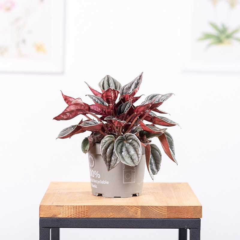 Peperomia 'Santorini'