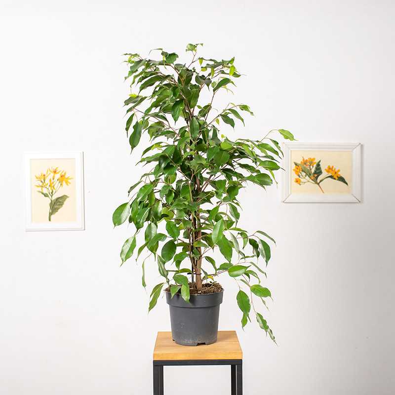 Fikus 'Exotica'