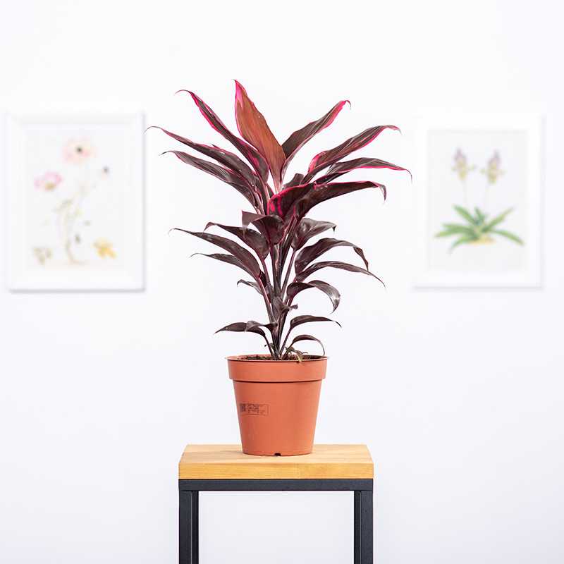 Kordylina 'Tango'