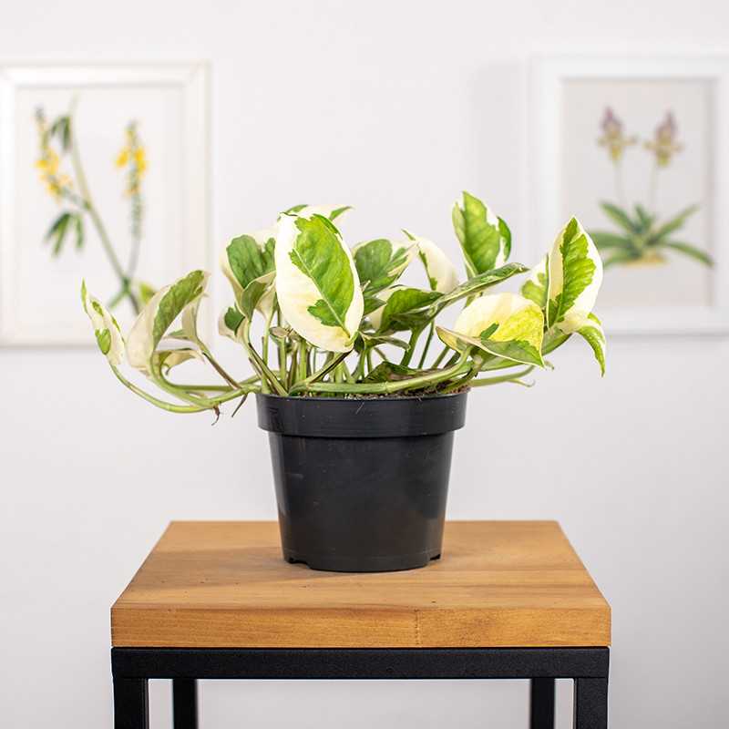 Epipremnum 'N'Joy'