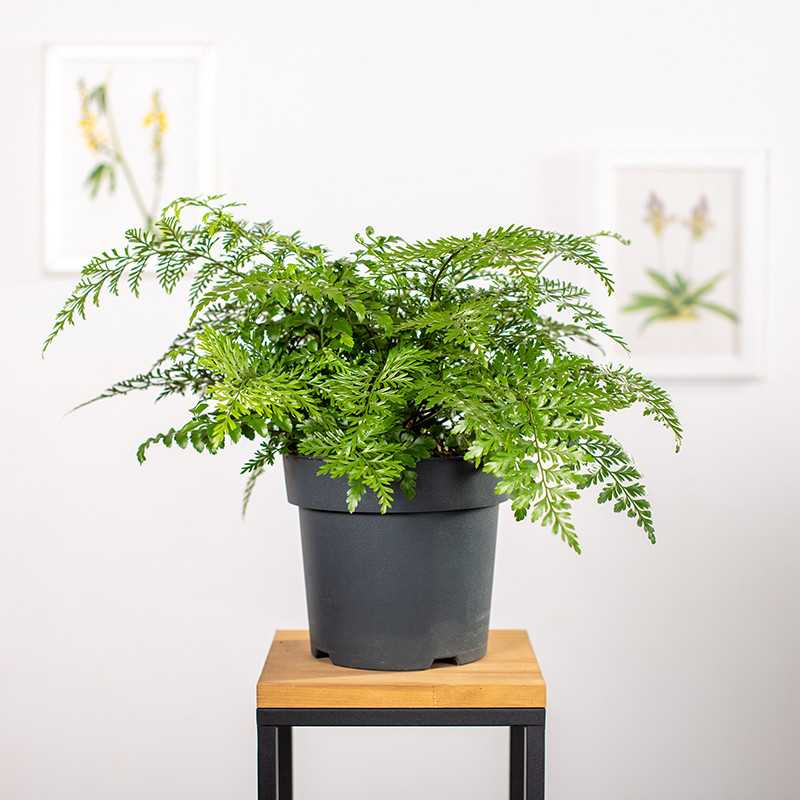 Asplenium 'Parvati'