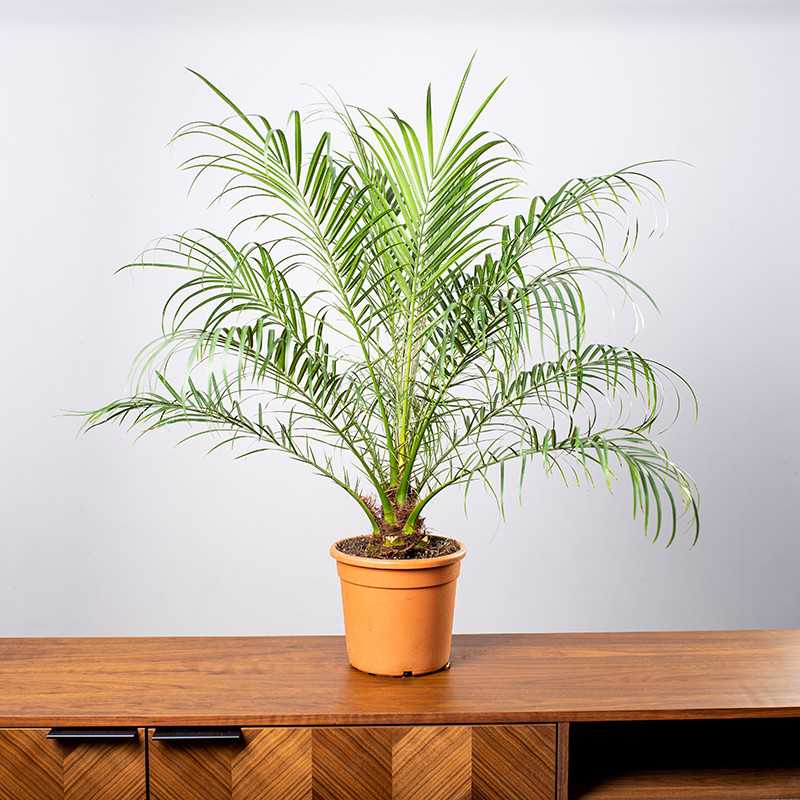 Daktylowiec karłowaty