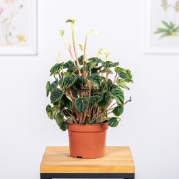 Peperomia 'Lilian' | Tomaszewski