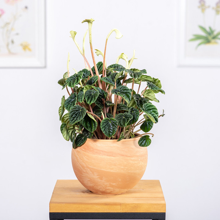 Peperomia 'Lilian' | Tomaszewski