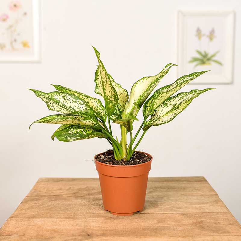 Aglonema 'First Diamond'