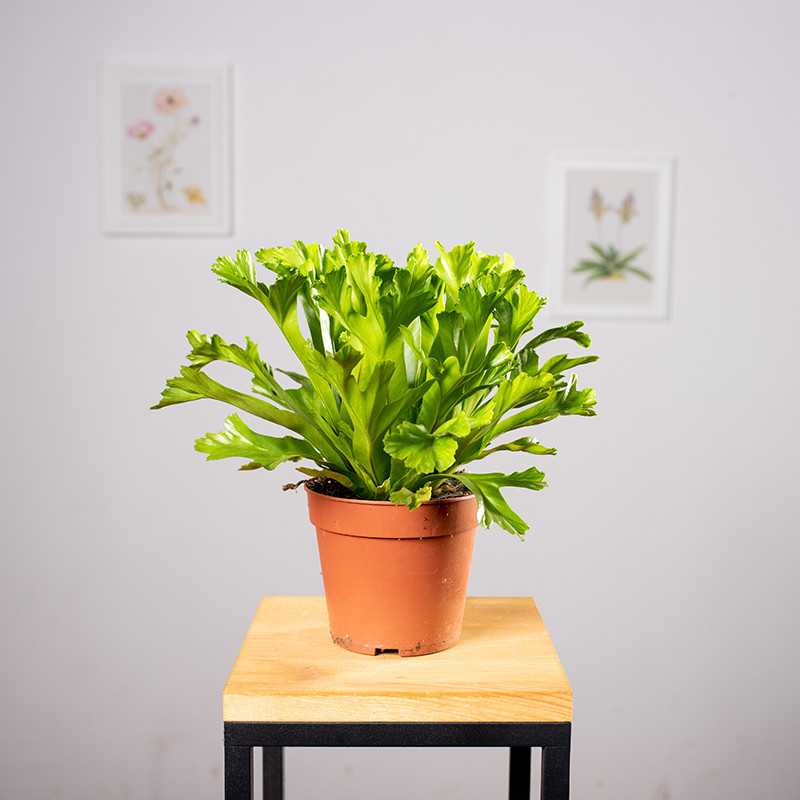 Asplenium 'Leslie'