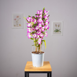 Dendrobium szlachetne Róż | Tomaszewski