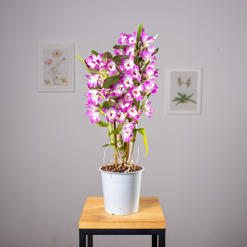 Dendrobium szlachetne | Róż