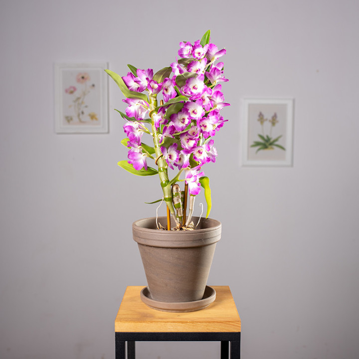 Dendrobium szlachetne Róż | Tomaszewski
