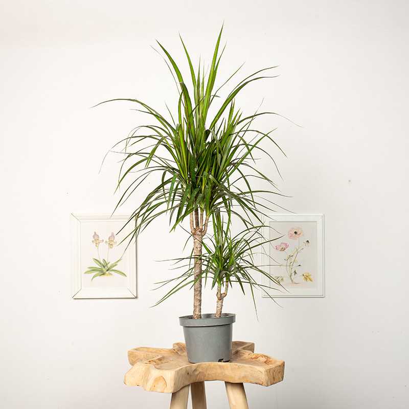 Dracena 'Green' | 2 pędy
