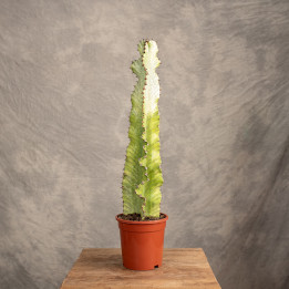 Euphorbia ingens 'Variegata' | Tomaszewski