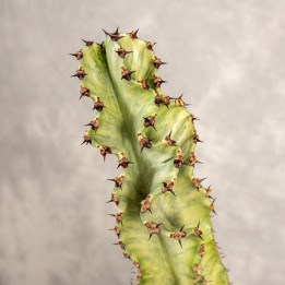 Euphorbia ingens 'Variegata' | Tomaszewski