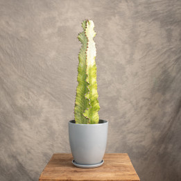 Euphorbia ingens 'Variegata' | Tomaszewski
