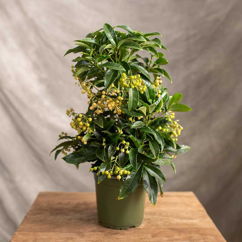 Ardizja karbowana | Biała