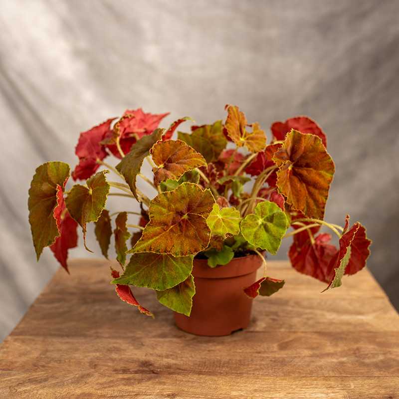 Begonia 'Amber Love'