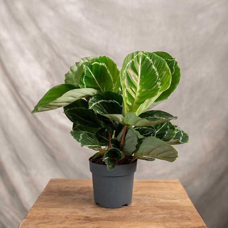 Kalatea ‘Apple Bee’