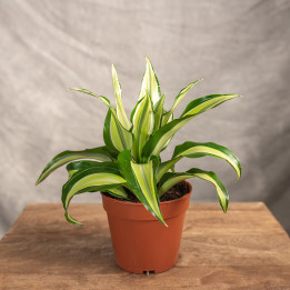 Dracena 'Malaika' | Tomaszewski