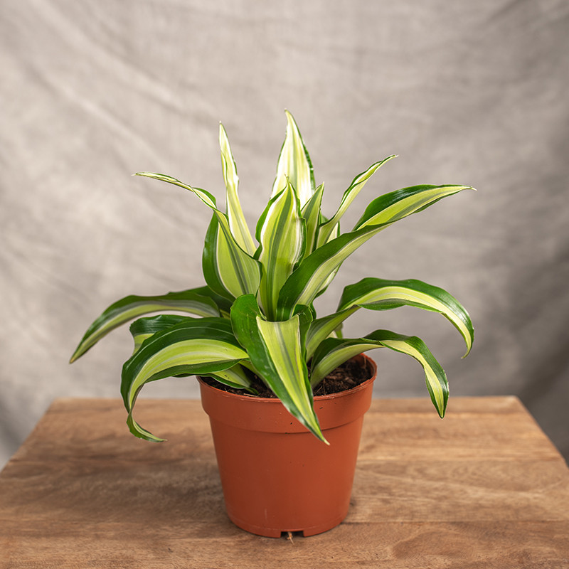 Dracena 'Malaika'