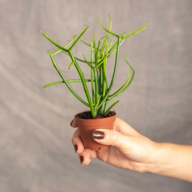 Wilczomlecz palczasty | Mini