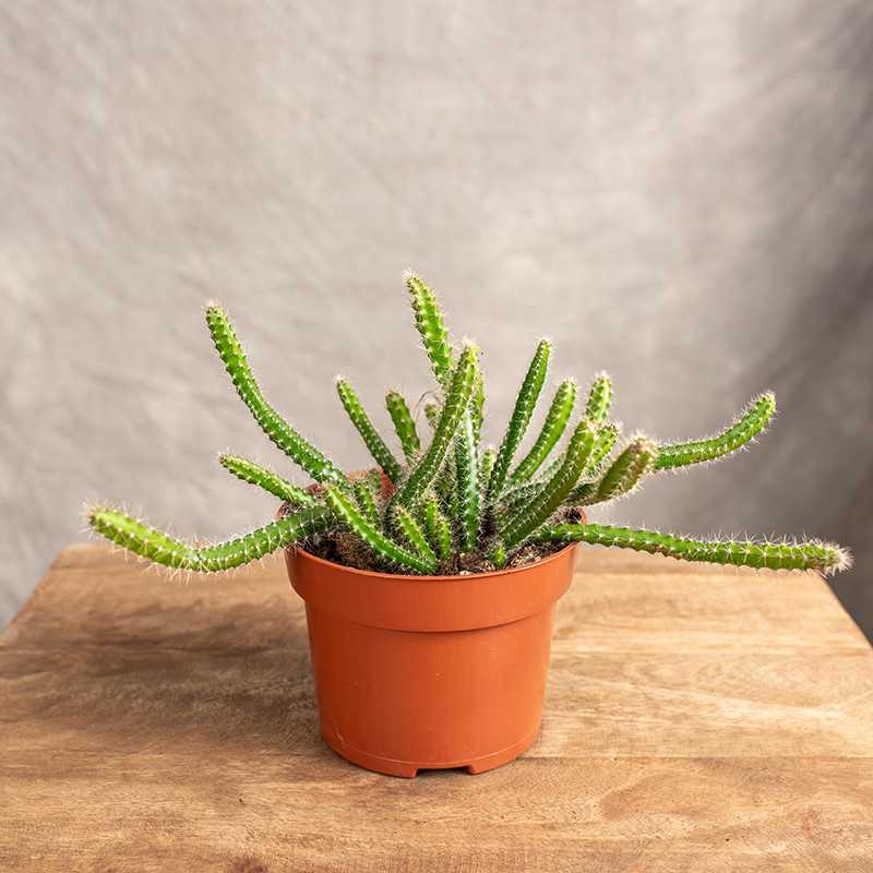 Selenicereus 'Królowa nocy'...