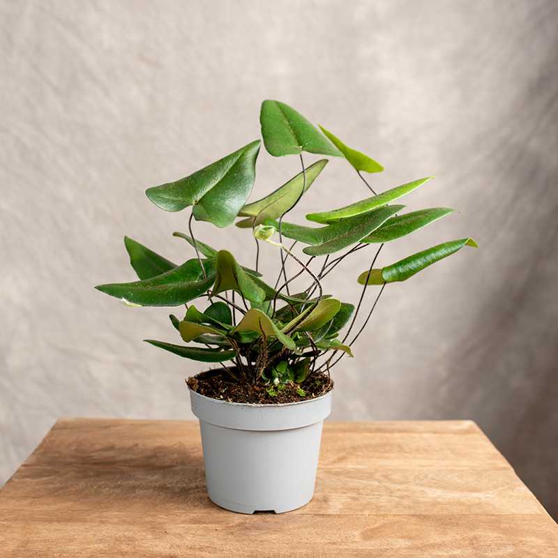 Paproć Nagółka jarzębolistna