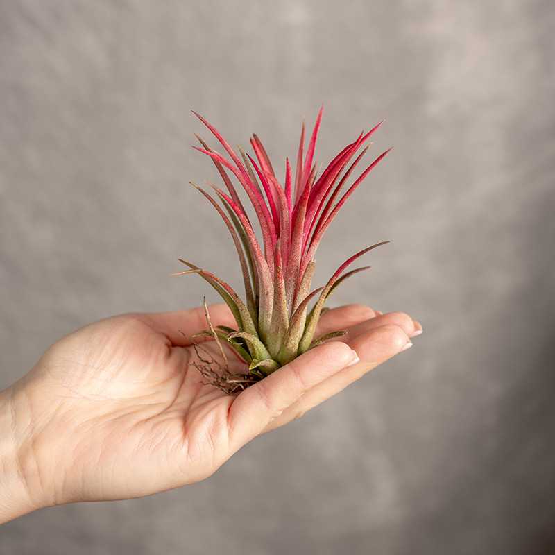 Oplątwa czerwona | Tillandsia