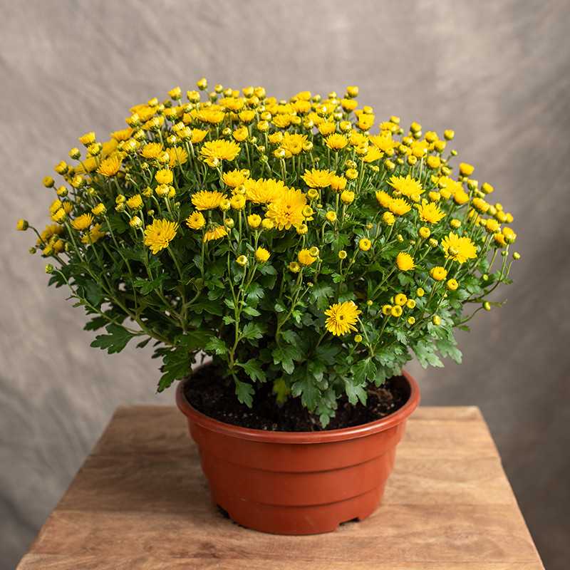 Chryzantema Żółta |...