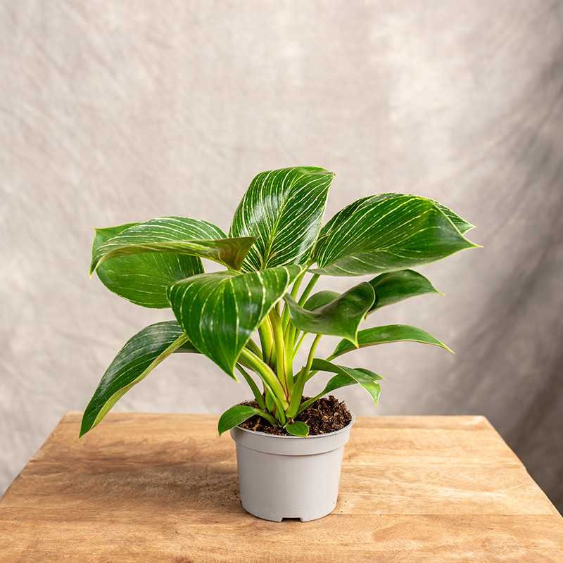 Filodendron 'Birkin' | Mały