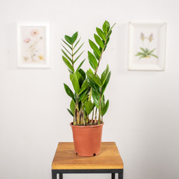 Zamiokulkas | Zamioculcas zamiifolia | Mała sadzonka