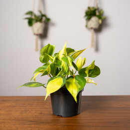 Filodendron 'Brasil' | Tomaszewski