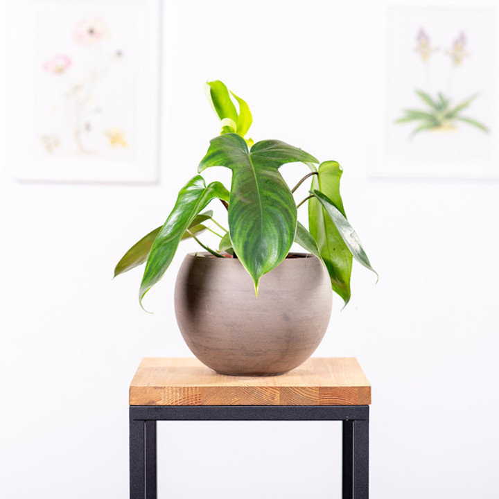 Filodendron 'Florida' | Tomaszewski