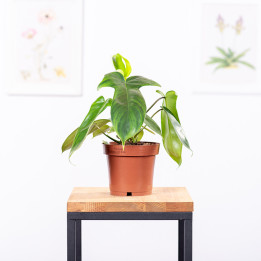 Filodendron 'Florida' | Tomaszewski