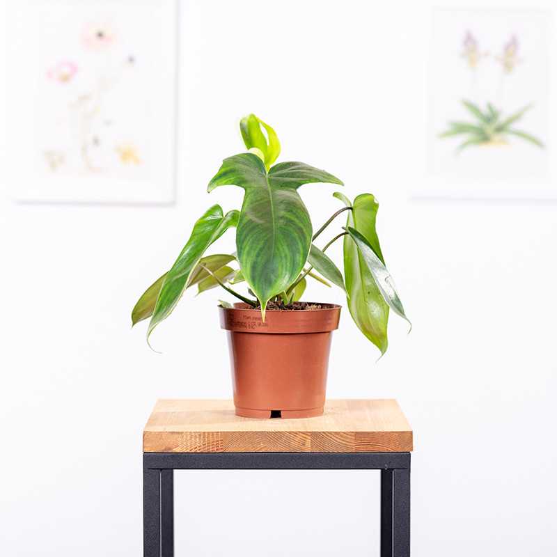 Filodendron 'Florida' | Mały